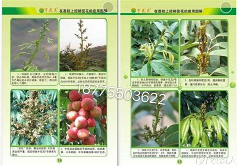 荔枝促花芽慢慢延伸控冲梢不伤花芽 肥料应用 191农资人 农技社区服务平台 触屏版