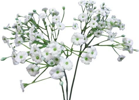 Baby Breath Flower Png Royalty Free Stock Baby Breath Flowers Png