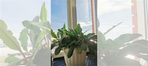 Молочай комнатный купить в Томске | Товары для дома и дачи | Авито