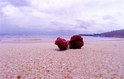 Pink beach of Lombok – Selong Belanak