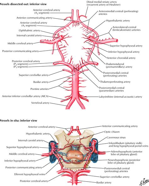 Arterial Supply To Brain Circle Of Willis Configuration And Common