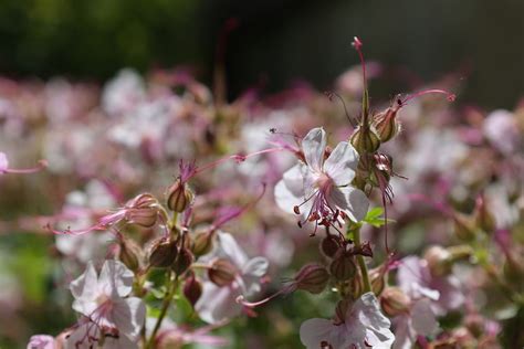 Geranium cantabrigiense 'Biokovo' - Kwekerij Cuijpers