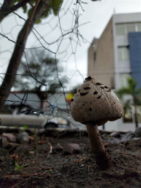 Field Mushrooms And Allies From Barrio De La Pur Sima