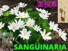 Ep Sanguinaria Canadensis