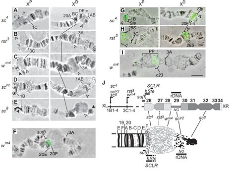 Figure 3 From The Suvar3 9hp1 Complex Differentially Regulates The