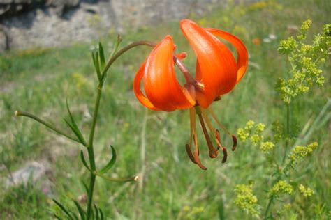Саранки (Николай Ярославцев) / Стихи.ру