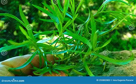 Anise Green Leaves from Garden Detail Stock Photo - Image of garden ...