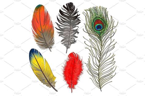 Hand drawn set of various colorful bird feathers, vector illustration ...