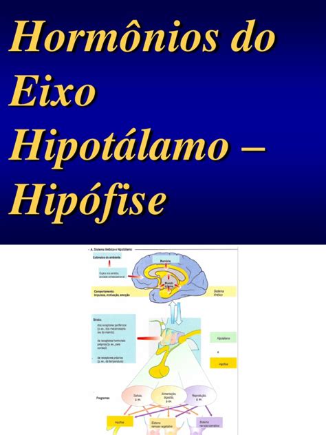 31-Sistema Endócrino – Parte 4 - Hormônios Do Eixo Hipotálamo-Hipófise ...