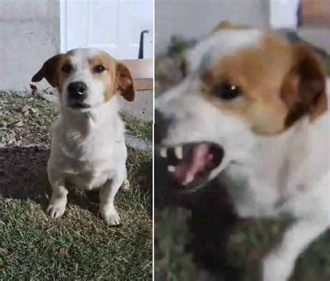 Pancho el perro de Tik Tok que se enoja con la canción de Mi Bebito