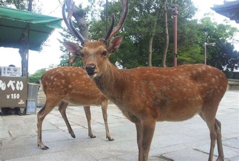 奈良公園に鹿はなぜいるの？生息数は？鹿せんべいを見るとお辞儀をするってホント？ 興味津々