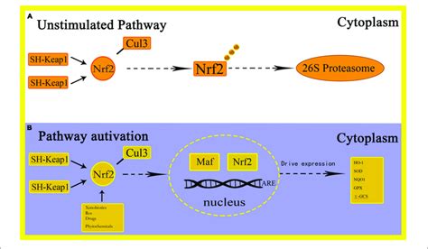 | Schematic representation of Nrf2-ARE activation pathways. | Download ... 