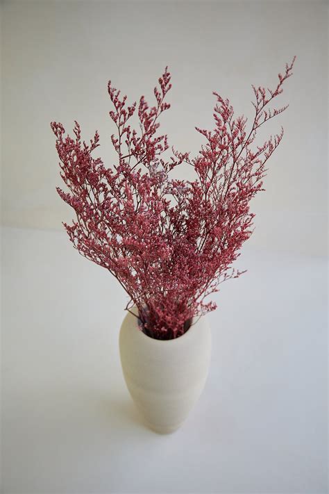 Preserved Limonium Red For Love Of Pampas