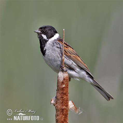 Reed Bunting - nest and nestlings Photos, Reed Bunting - nest and ...