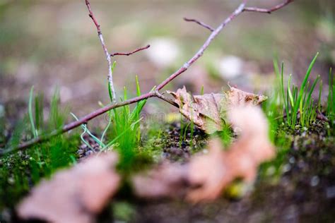 First Green Grass Growing From Naked Spring Soil Stock Photo Image Of Flora Environment