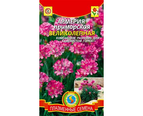 Армерия приморская Великолепная, купить армерию, семена армерии (Плазмас)