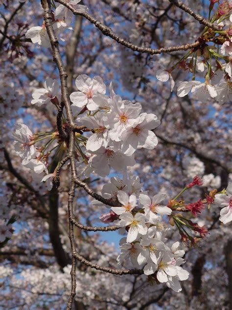 桜 Gadoliのテニスとゲームな日々