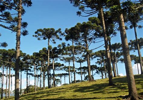Araucária Celulares - Araucária - Capital Mudas