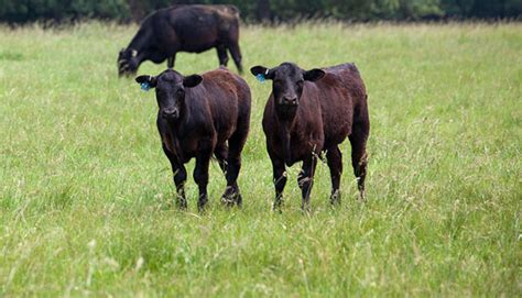 Enhance Fall Fescue Growth With Nitrogen Hay And Forage Magazine