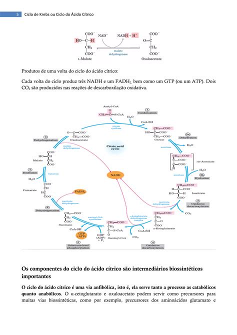 Ciclo De Krebs Pdf - Ciclo de krebs ou ciclo do ácido cítrico | PDF