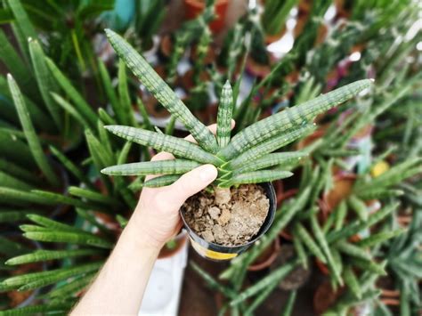 Sansewieria roślina oczyszczająca powietrze Naturalnie o Zdrowiu