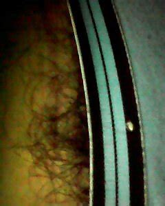 Hairy Bent Over Porn Pictures Xxx Photos Sex Images Pictoa