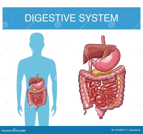 Consigli Priorità Distorcere Poster Sistema Digestivo Leeds Vice Versa