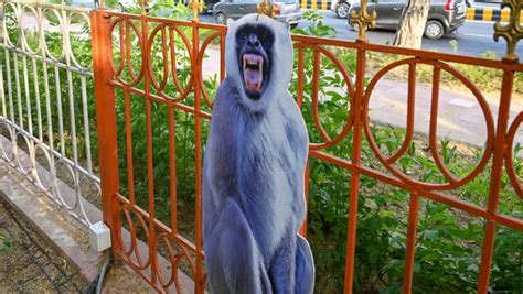 G20 Summit Langur Cut Outs Deployed Along G20 Routes To Deter Monkeys