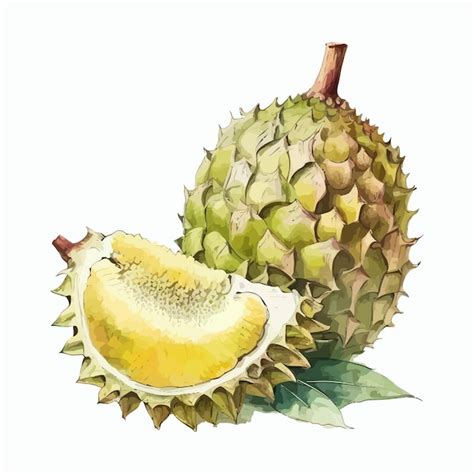 Premium Vector Watercolor Hand Drawn Durian Fruit Illustration