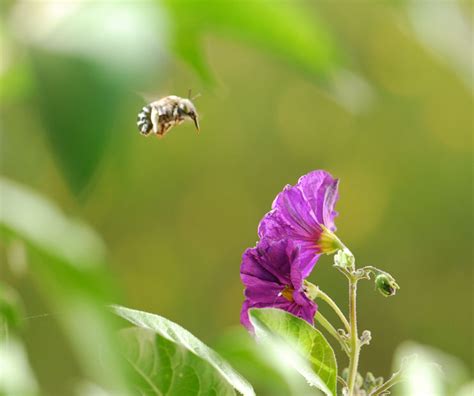 Bug Of The Week Buzz Pollination By Bees Growing With Science Blog