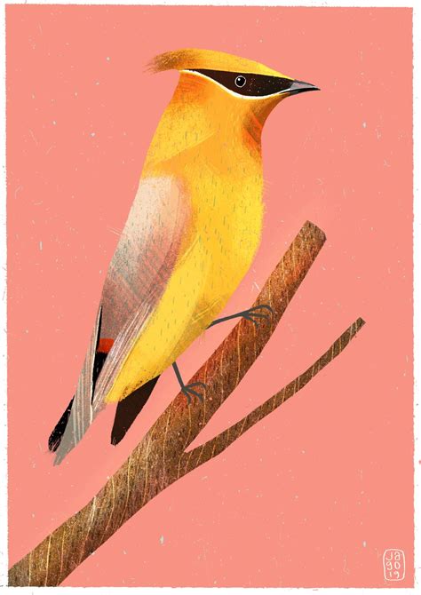 Carolina Wren Drawing | Free download on ClipArtMag