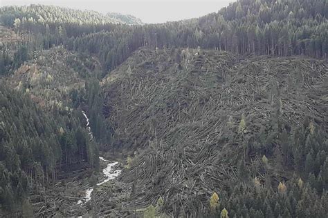 Aftermath of the “Vaia” storm in Italy | European Forest Institute