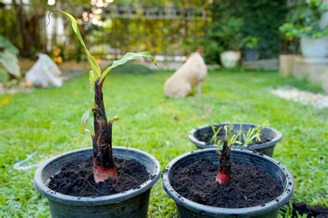 Banane Mit Schimmel Am Stamm Was Ist Zu Tun