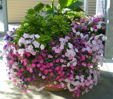 Wave Petunia Container Ideas at Lucy Doak blog