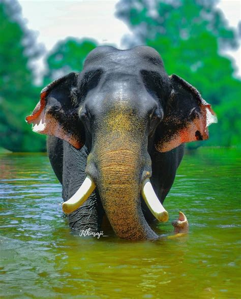 Indian Elephant Wallpaper