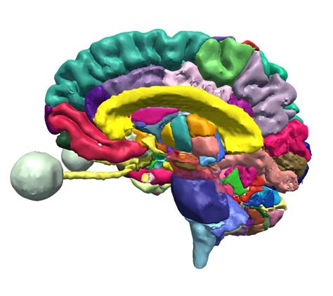 SPL NAC Brain Atlas The Open Anatomy Project