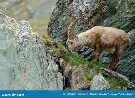 Alpine Ibex, Capra Ibex, in Nature Habitat. Gran Paradisko National ...