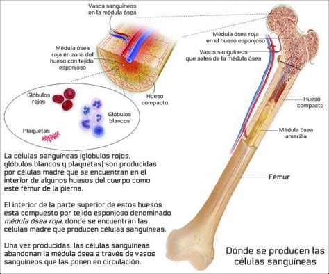 Donde Se Encuentra La Medula Osea