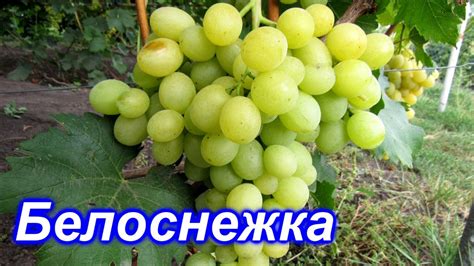Белоснежка 25.08.2020 - YouTube