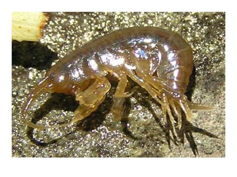 Бокоплавы - презентация онлайн