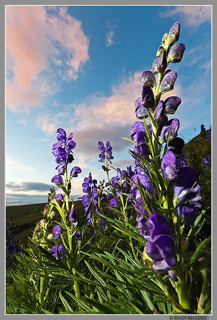 Tora Blava Aconitum Napellus Aconite Aconitum Napellus Flickr