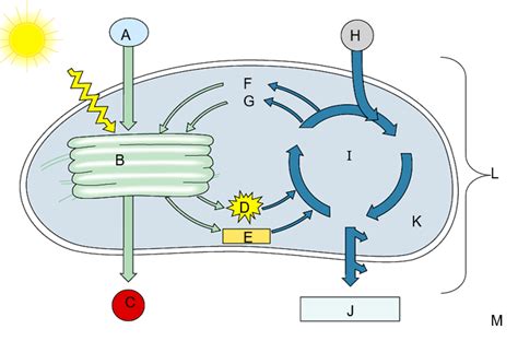 Photosynthesis Diagram Quizlet