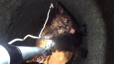 Watch a Daring Rescue of a Kitten From Deep Underground | National ...