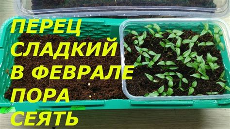 ЛУЧШЕ СПОСОБА НЕТ ! ПОСЕВ ПЕРЦА НА РАССАДУ - YouTube