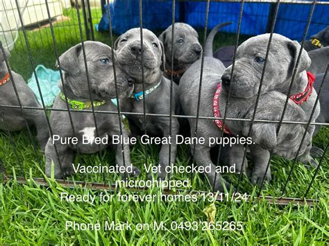 Great Dane - Redcliffe - PetsForHomes