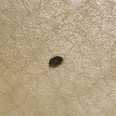 Identifying Small Black Bugs Thriftyfun