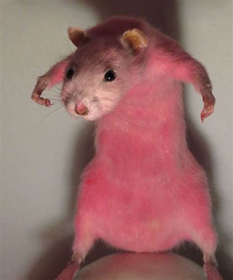 Goofy Pictures Very Funny Pictures Funny Animal Photos Funny Animal