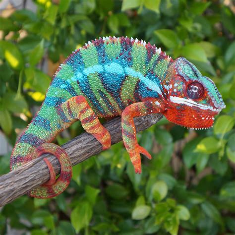 Números Para Imprimir Pdf Grátis - Panther Chameleon Locales – How to Choose - Chameleon Academy