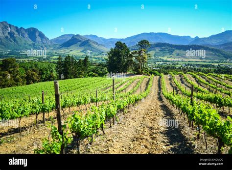 landscape   vineyards  franschhoek south africa stock photo alamy