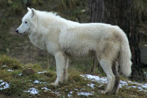 Wolf Adaptations Evolutionary Secrets Fauna Facts